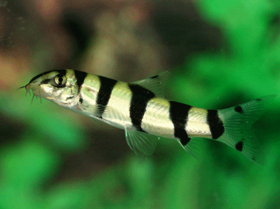 Burnese zebra loach