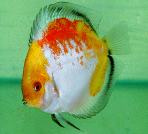 Calico discus (Non Hormone)