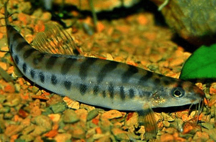 Checkerboard sand loach