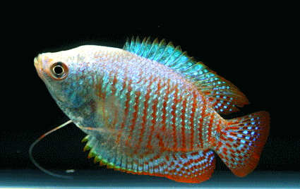 Dwarf gourami