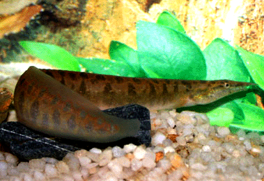 False armatus spiny eel