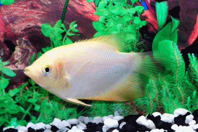 Giant gourami  albino