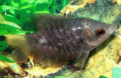 Giant gourami