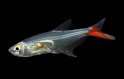 Glass blood fin tetra 1