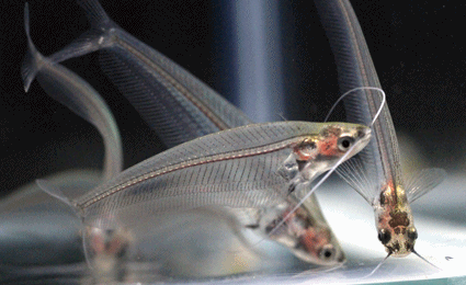 Glass catfish