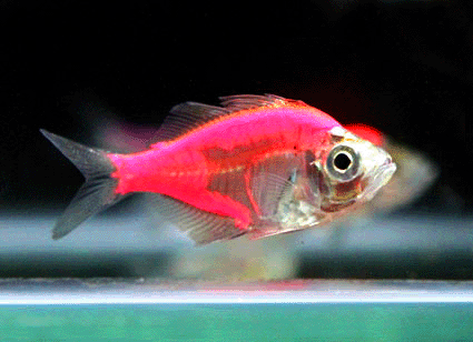 Glass fish  pink color