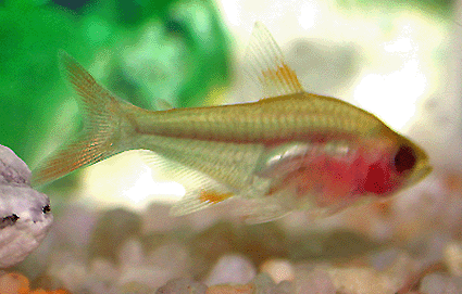 Glass pretty tetra 1