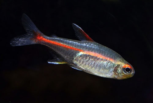 Glowlight tetra-1