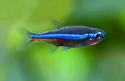 Green neon tetra