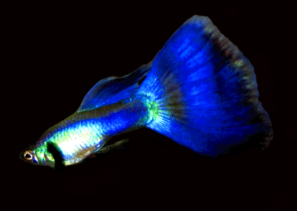 Guppy male blue metalic