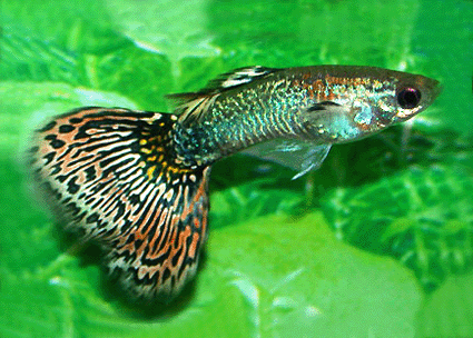 Guppy male cobra snake skin