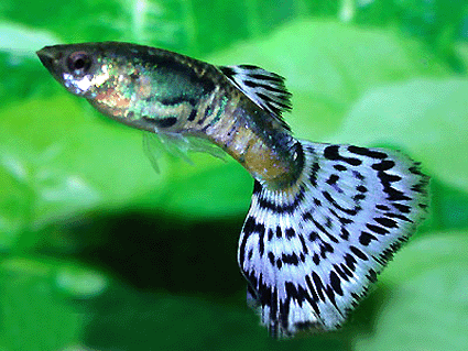 Guppy male metal blue glass