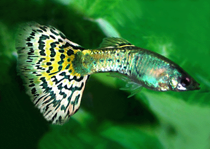 Guppy male metal yellow glass