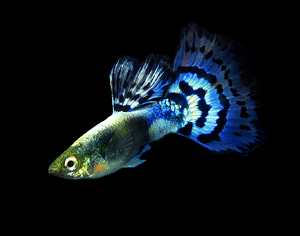 Guppy male platinium mosaic