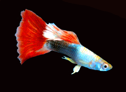 Guppy male red diamond