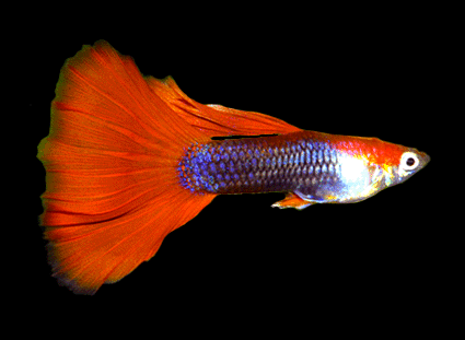 Guppy male tuxedo red germany