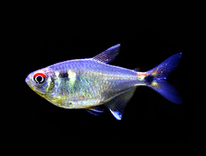 Head and tail ligh tetra