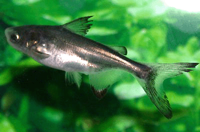 Hi fin pangasius