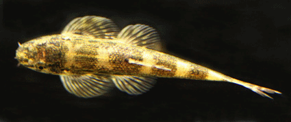 Hillstream sucker catfish