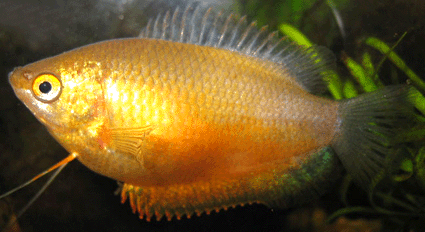 Honey gourami gold