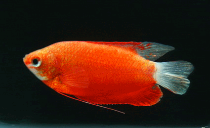 Honey gourami red