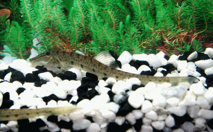 Horseface loach