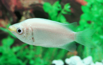 Kissing gourami