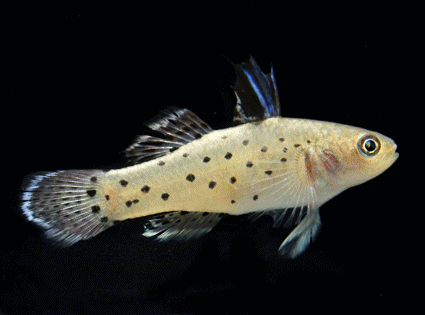 Knight goby