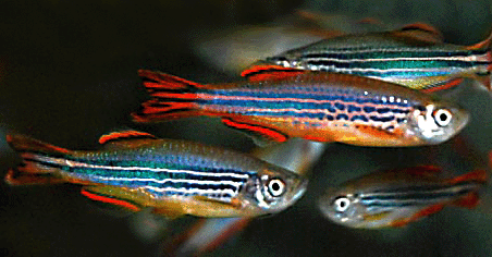 Kyathit danio