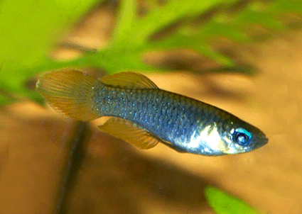 Lampeye tetra