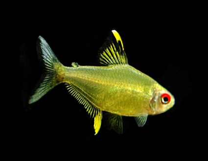 Lemon tetra-1