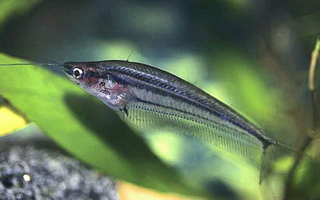 Malay glass catfish