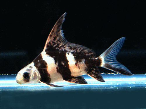 Myxocyprinus asiatcus