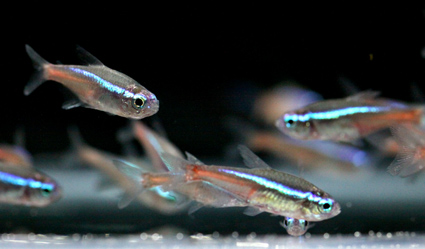 NEON TETRA