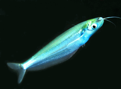 Ompok glass catfish  blue color