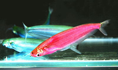 Ompok glass catfish mix color