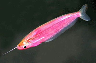 Ompok glass catfish  pink color