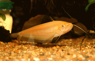 Ompok glass catfish