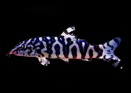 Pakistani loach