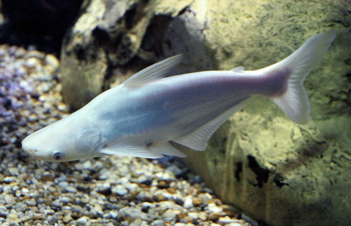 Pangasius sutchi albino blue color2 copy