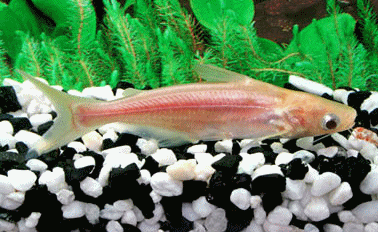 Pangasius sutchi albino