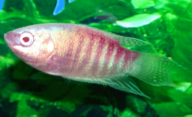 Paradise fish albino pink color