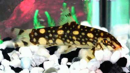 Polka dot loach (bumese)