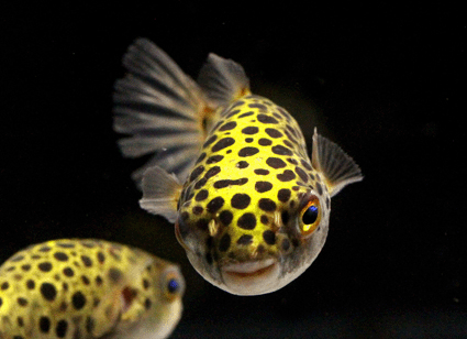 Puffer  green spotted