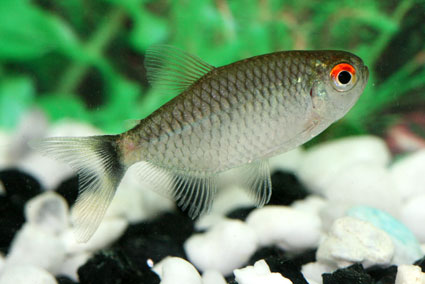 RED EYE TETRA