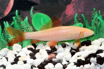 Rainbow Shark , Albino1