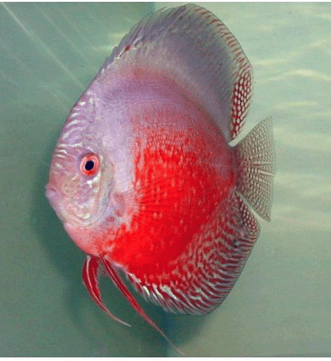 Red and white stripe (Non Hormone)