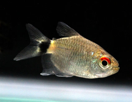 Red eye tetra (short body)