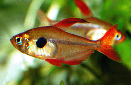 Red phantom tetra 1