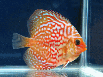 Red spotted turquise (Non Hormone)